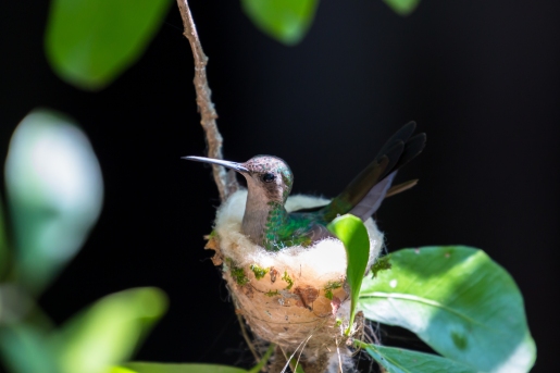 bee-hummingbird-peninsula-de-guanahacabibes-np